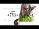 日本製,HARIO 家庭自種貓草